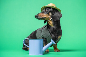 Cute dachshund dog in straw hat and work jacket sits with watering can for plant care and...