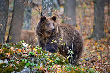 Obraz premium European brown bear in the autumn colored forest. Big brown bear in forest.
