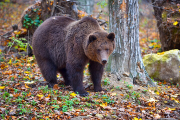 European brown bear in the autumn colored forest. Big brown bear in forest.