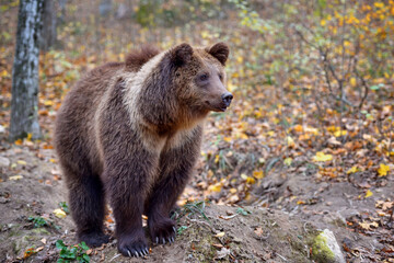 Naklejka na ściany i meble European brown bear in the autumn colored forest. Big brown bear in forest.