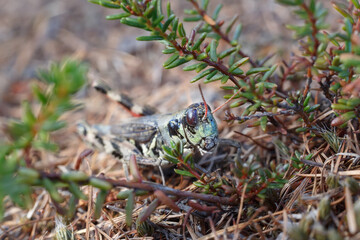 Grasshopper in the grass with shallow depth of field