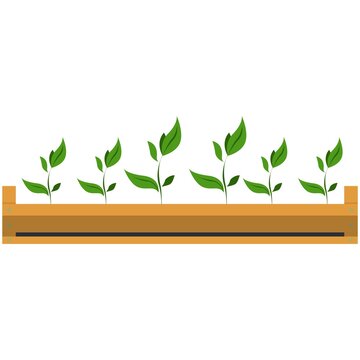 Seedling in wooden garden crate, flat vector isolated illustration. Growing garden plant sprouts. Gardening, farming.