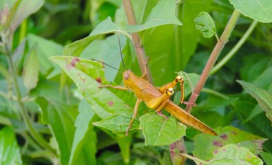 grasshopper on the leaf