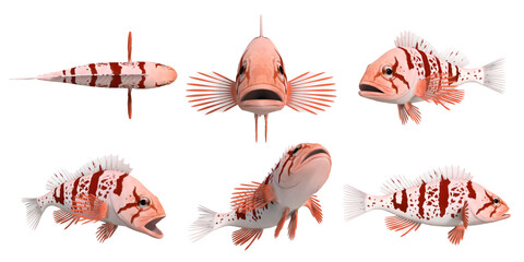 3d render of a pacific rock fish -tiger rockfish_sebastes nigrocinctus