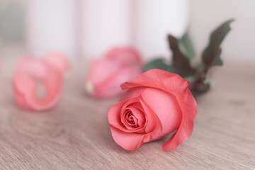One rose is lying on a wooden table. Place to copy text