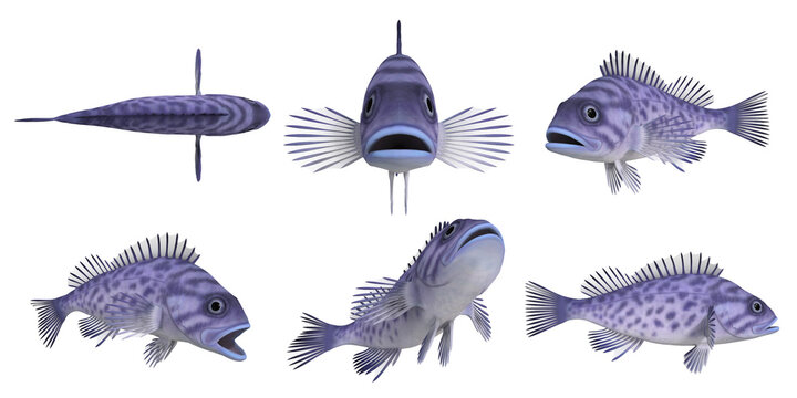 3d render of a pacific rock fish -blue rockfish_sebastes mystinus