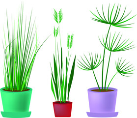 Three house plants in pots. Vector flat illustration of the interior decor of an office, house, apartment, public institution. Design for postcards, posters, textiles, interior items.