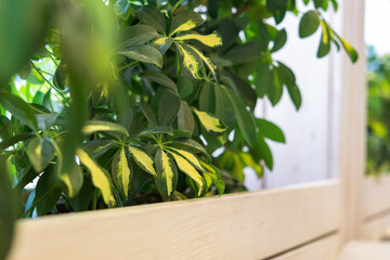 Green background of indoor plants. Abstract natural background for eco design, layouts, wallpaper. Landscaping of premises, growing plants, care. Home garden in warm sunlight. Soft focus, copy space