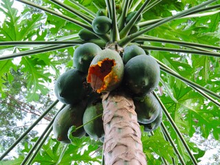 ripe papaya fruit eaten by pests