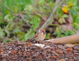 sparrows on the rocks