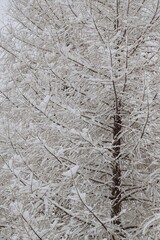 Snowed larch tree in winter garden