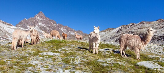 llama or lama, group of lamas on pastureland