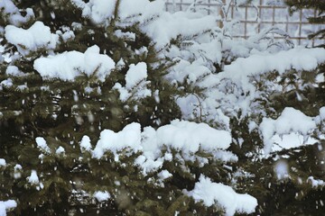 Snowing in garden, snow fall spruces winter weather