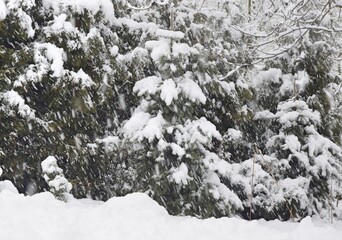 Fototapeta na wymiar Snowing in garden, snow fall spruces winter weather