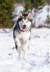 malamute dog running in winter
