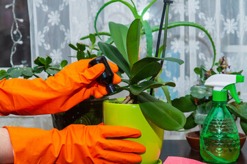 Gardener fertilizer home orchid plants. Houseplant care concept. Prevention of indoor plants