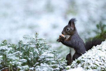 Eichhörnchen im Winter