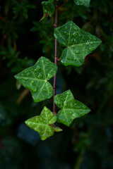 雨上がりに水滴が撥水している緑の葉のアップ