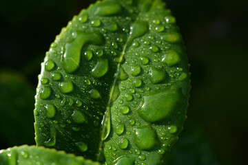 雨上がりに水滴が撥水している緑の葉のアップ