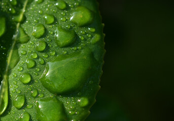 雨上がりに水滴が撥水している緑の葉のアップ