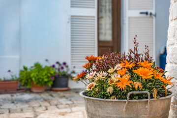 Fototapeta na wymiar Colorful flowers on the street in Alberobello, Italy