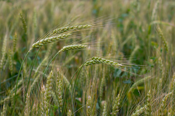 Fototapeta premium Ripe wheat ears close-up