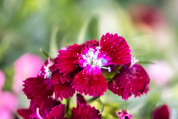 Obraz premium bunch of sweet lily (sweet william) flower, close-up, black background
