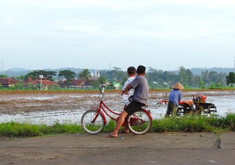 Obraz premium saw the farmer with his tractor in the rice fields