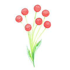 Fototapeta na wymiar Bouquet of red round flowers with leaves, isolated on white hand painted watercolor illustration