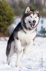 malamute dog running in winter