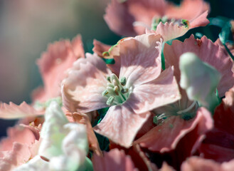 Fototapeta na wymiar bunch of sweet lily (sweet william) flower, close-up, black background