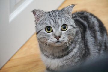 Scottish fold classic tabby cat is looking at right side white door background