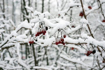 Closeup of red berries on tree branch covered by the snow