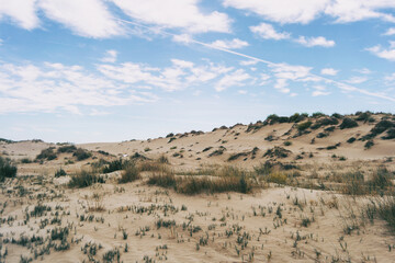 dunes full of low shrubs by the sea
