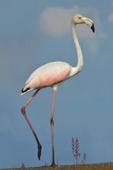 Fotobehang flamingo in zoo © nico99