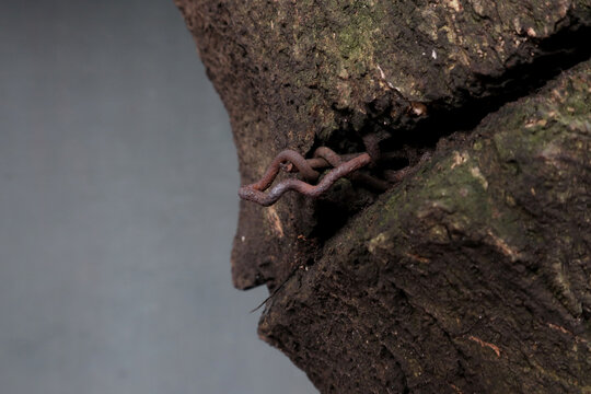 close up of a tree trunk and rusty wire
