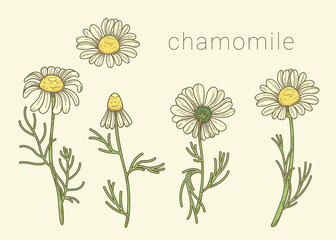 Flowers and bud of wild chamomile