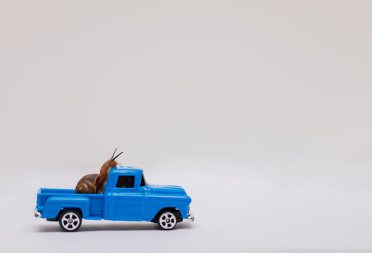 Snail on a blue car on a light background. Clam in a pickup truck, animal. Macro. Copy space.