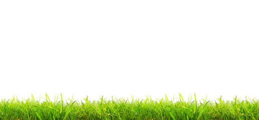Green,fresh meadow,lawn,cultivated in studio photographed against isolated background.