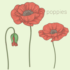 Flowers and bud of red poppy