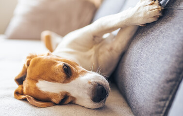 Beagle dog tired sleeps on a cozy sofa, couch in bright indoors