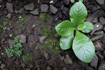 tropical plants grow soil between the gravel. used for backgrounds, web pages and magazine covers