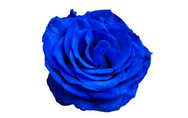 blue rose isolated