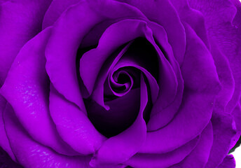 lilac rose isolated