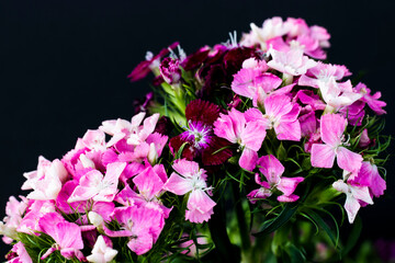 bunch of sweet lily (sweet william) flower, close-up, black background
