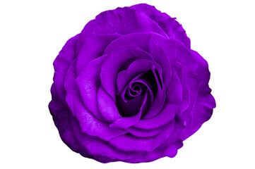 Fototapeta na wymiar lilac rose isolated