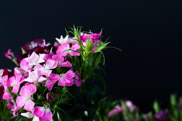 Fototapeta na wymiar bunch of sweet lily (sweet william) flower, close-up, black background