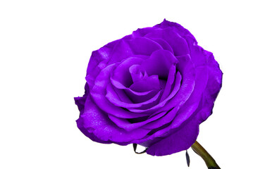lilac rose isolated