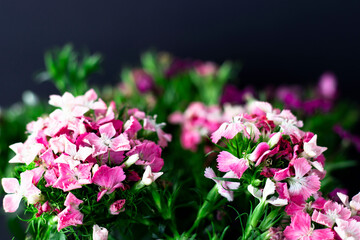 bunch of sweet lily (sweet william) flower, close-up, black background