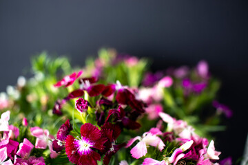 bunch of sweet lily (sweet william) flower, close-up, black background